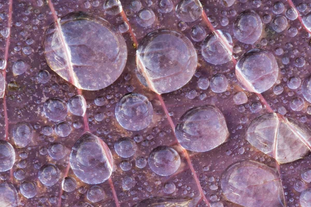 Washington, Seabeck Detail of dew on a leaf